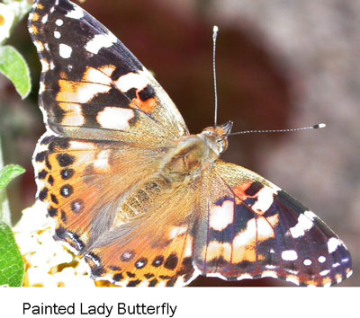 painted lady.jpg painted lady.jpg